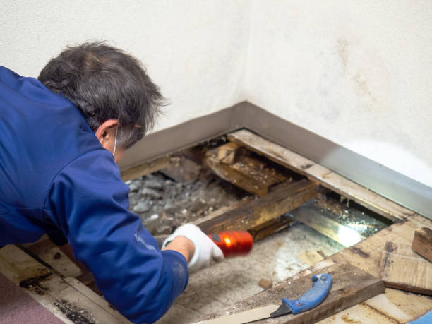 Best Mold Cleaning Services  in Alderwood Manor, WA