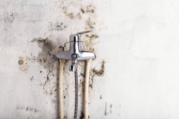 Best Mold Removal Near Me  in Alderwood Manor, WA