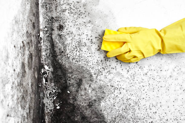 Best Certified Mold Removal  in Alderwood Manor, WA