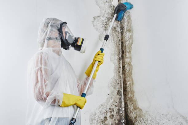Best Toxic Mold Removal  in Alderwood Manor, WA