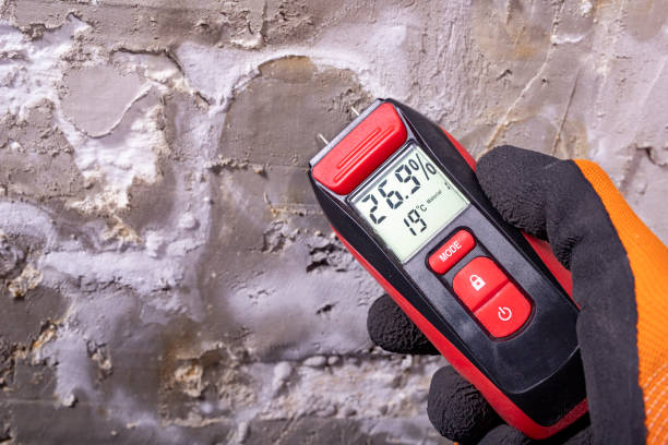 Best Same-Day Mold Removal  in Alderwood Manor, WA