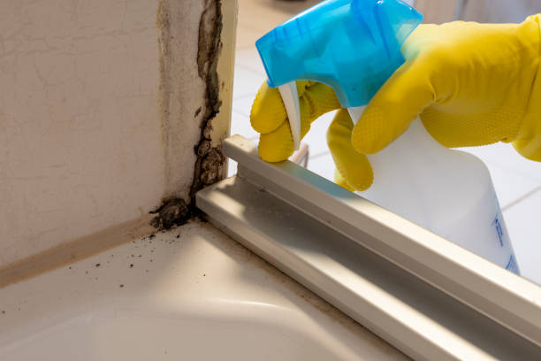 Best Certified Mold Removal  in Alderwood Manor, WA