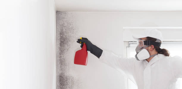Best Mold Remediation  in Alderwood Manor, WA