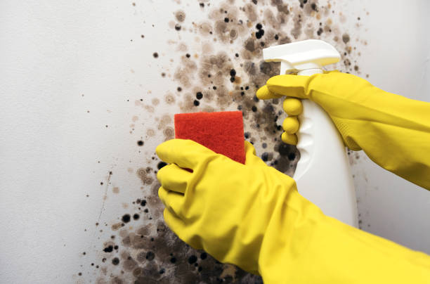 Best Mold Removal Company Near Me  in Alderwood Manor, WA