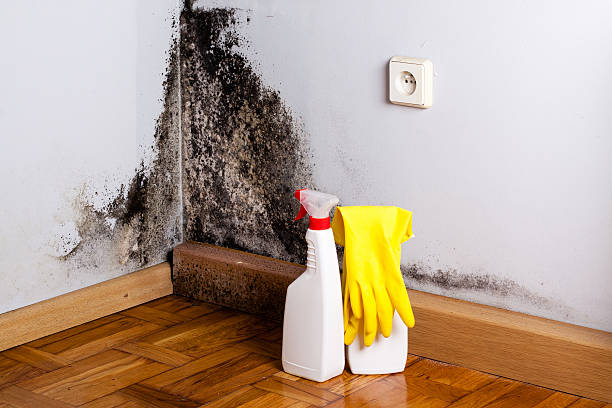Best Mold Removal Near Me  in Alderwood Manor, WA