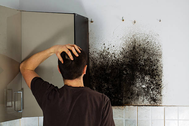 Best Black Mold Removal  in Alderwood Manor, WA